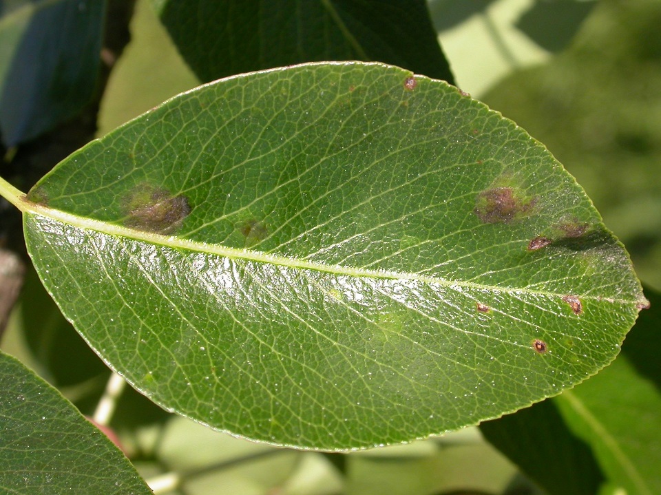 Muster_20050613_Blattschorf an birne (4zu3).JPG